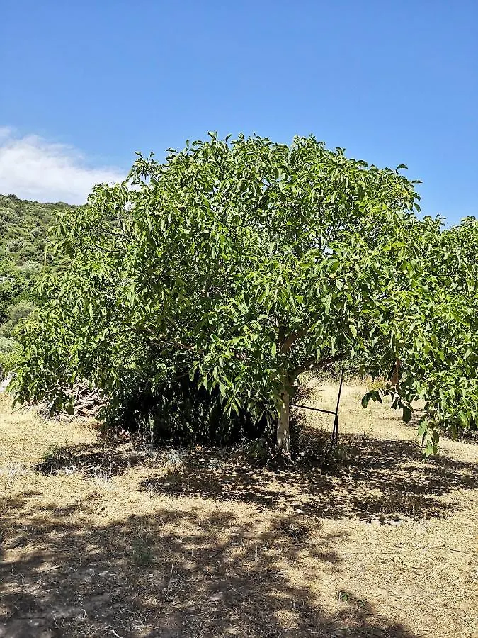 Ghiramonte, Vita In Campagna A Due Passi Dal Mare Villa Siniscola Italy